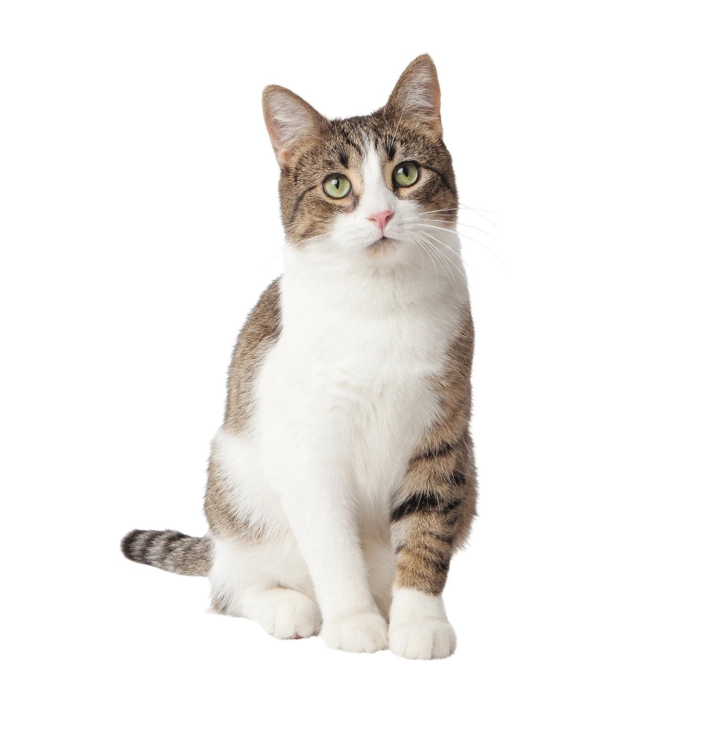 image:imagePurina Tidy Cats LightWeight 4in1 Strength Cat Litter 17 lb 999 dustfree formula 21day odor control tight clumping for multicat homes easy to carry2700 Pound Pack of 1